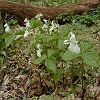 Trilliums and Log